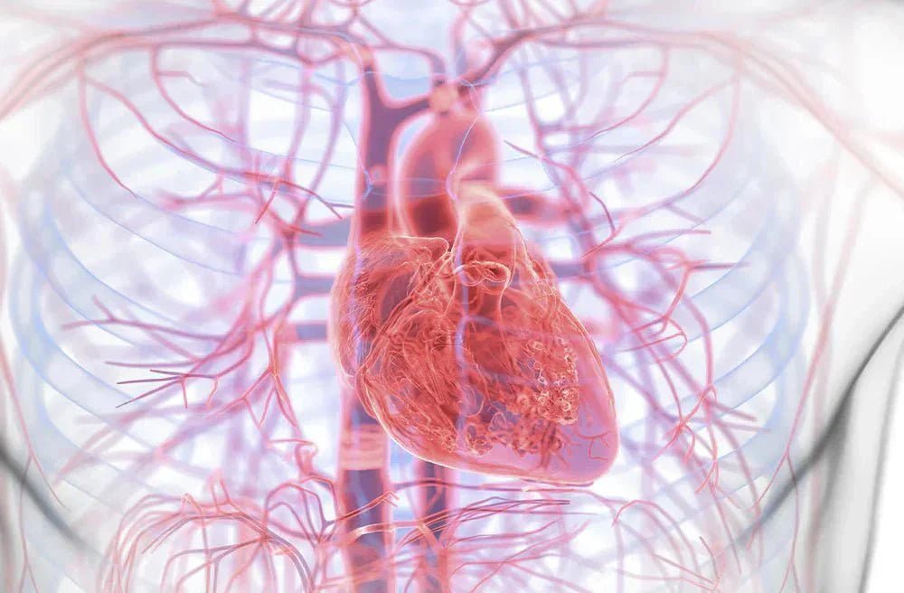 Nieuwe studie: Is een hartinfarct een ontstekingsziekte? - Lumoral.
